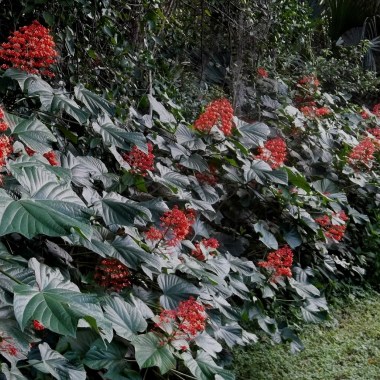 Clerodendrum hedge -c